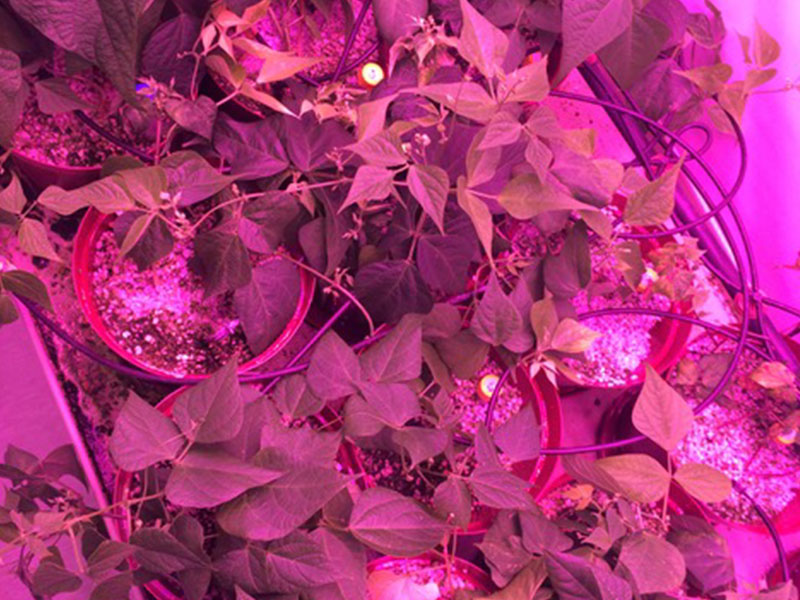 Controlled-environment plant growth chamber with LED lighting used for plant physiology, crop science, and biotechnology research in a modern scientific laboratory.
